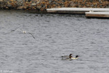 Common Mergansers 1