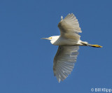 Snowy Egrets 14