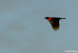 Red Winged Black Bird  1