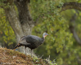 Wild Turkey  2