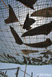 Shark Finning  Camp  4