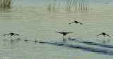 Coots taking off 2