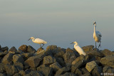 Egrets 21