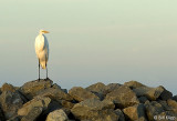 Great Egret 20