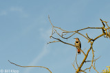 Red Shafted Flicker  1