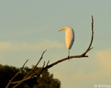Great Egret 19