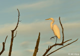 Great Egret 18