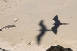 Frigate Bird Shadow