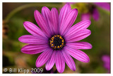 Purple Daisy