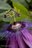 Passion Flower