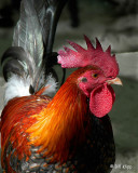 Rooster, Key West 1