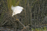 Delta Birds Snowy Egret 7
