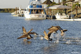 Canadian Geese 2