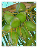 Coconuts