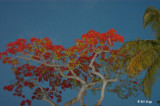 Royal Poinciana 7
