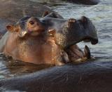 Hippo, Serengeti  4