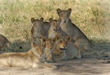 Lion Pride,  Serengeti  19