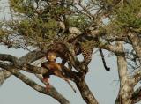 Leopard with gazell dinner, Serengeti 