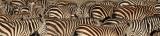 Zebras, Serengeti  9