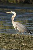 Great Blue Heron 2