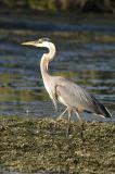 Great Blue Heron  11