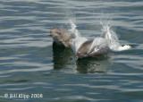 Bottlenose Dolphins 5, Baja