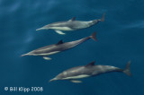 Common Dolphins 2, Baja