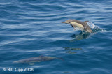 Common Dolphins 6, Baja