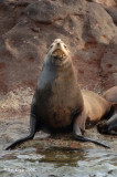 California Sea Lion 1, Los Islotes Baja