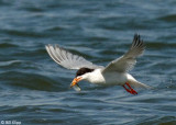 Tern Fishing  6