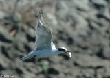 Tern Fishing  2