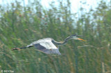 Great Blue Heron 3