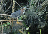Green Heron 2