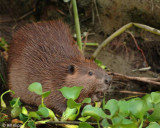 Beaver 1