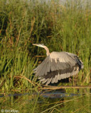 Great Blue Heron 3