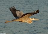 Great Blue Heron 5