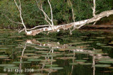 Birch Tree Reflections