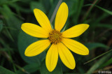 Yellow Flower  1