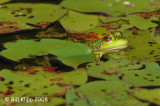 Leopard Frog,  Northern Minnesota