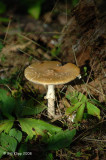 Mushroom, Northern Minnesota