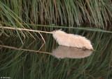 Cattails, Discovery Bay Ca.