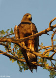 Hawk 1