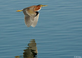 Green Heron 1, Discovery Bay, Ca.