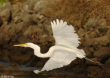 Great Egret 13, Discovery Bay Ca.