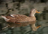Female Northern Mallard Duck 1
