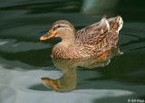 Female Northern Mallard Duck 2