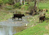 Cows Crossing Marsh Creek, Mt. Diablo