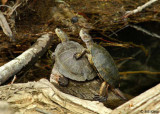 Turtles, Marsh Creek 2, Mt. Diablo