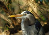 Great Blue Heron 6