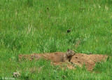 Ground Squirrel,  Marsh Creek Mt. Diablo